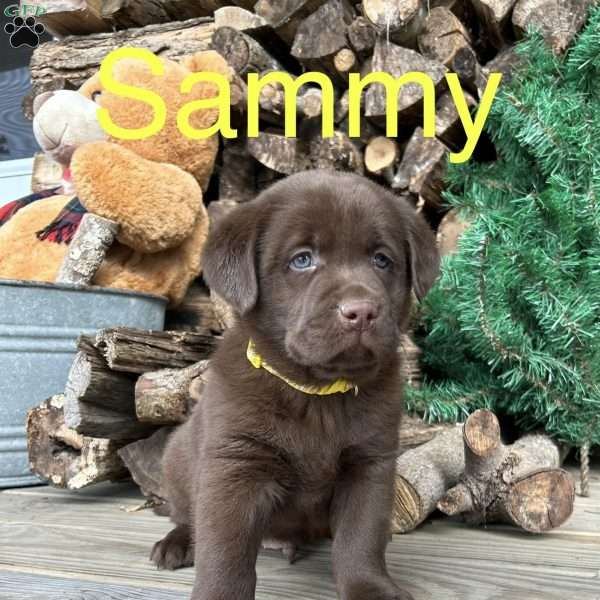 Sammy, Chocolate Labrador Retriever Puppy